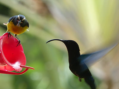 humming bird flying near feeder thumbnail
