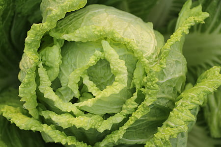 lettuce close up photography thumbnail