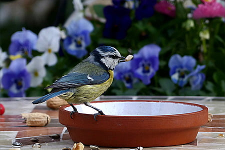 blue and yellow bird on brown tray thumbnail