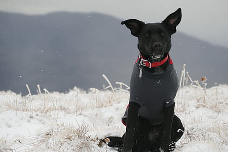 black dog sitting on mountain covered by snow thumbnail