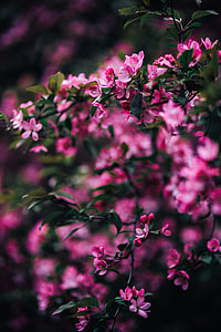 Lovely pink flowers blooming from the tree branches thumbnail