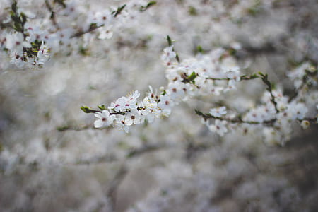 White Flowering Tree thumbnail