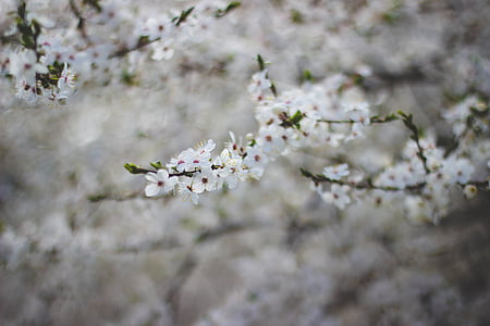 closeup photo of white petaled flower thumbnail