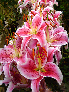 pink oriental lily flowers in closeup photo thumbnail