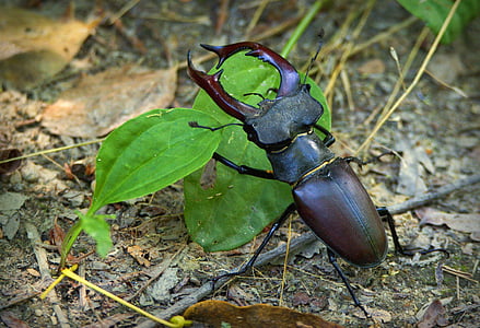 brown elephant stag beetle on ground thumbnail