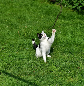 cat on green grass thumbnail