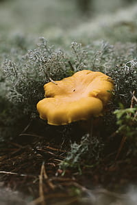 shallow focus photography of brown mushroom thumbnail