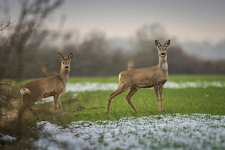 two brown deers thumbnail