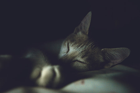 reclining cat on white fabric cloth thumbnail