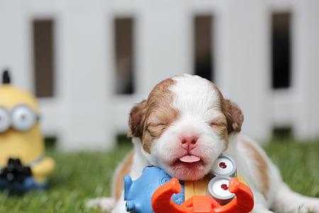 tilt shift photo of short-coated tan and white puppy beside a minion plastic toy thumbnail