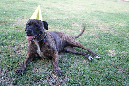 adult brindle American pit bull terrier wearing gold party hat thumbnail