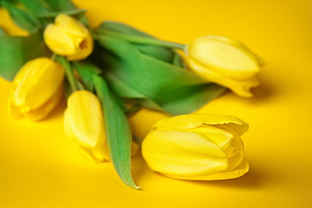 yellow tulips on yellow surface thumbnail