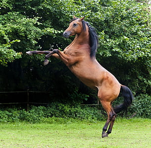 wildlife photography of brown and black horse thumbnail
