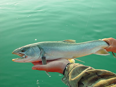 person holding up gray fish thumbnail