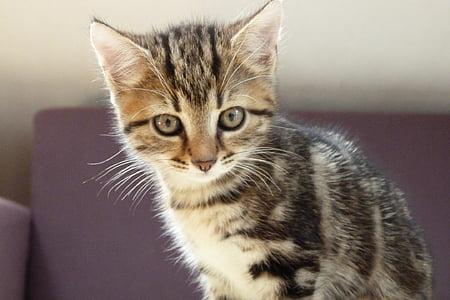 brown tabby kitten thumbnail
