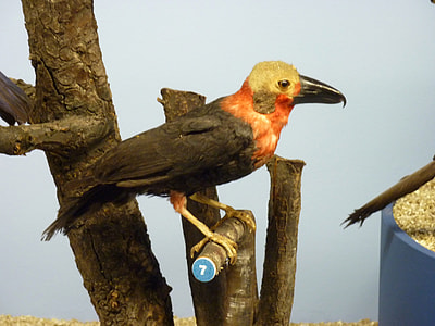 Mounted Bornean Bristlehead -- Pityriasis gymnocephala thumbnail