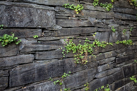 green leafed plant on rock thumbnail