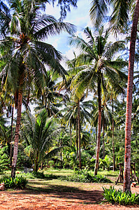 pathway between coconut trees during daytime thumbnail