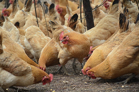 flock of chicken on gray soil thumbnail