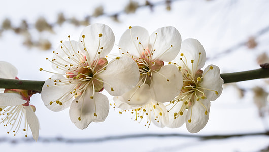 selective focus photography of white cherry blossom flower thumbnail