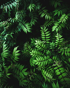 green leafed plant thumbnail