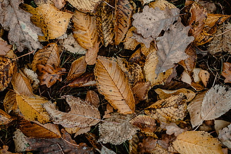 Autumn walk to the forest in foggy weather thumbnail