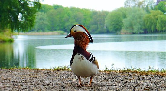 white, red, and black bird near river at daytime thumbnail