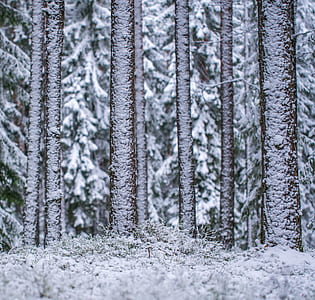 snow covered trees thumbnail
