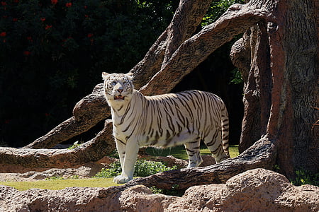 white tiger standing on tree truynk thumbnail
