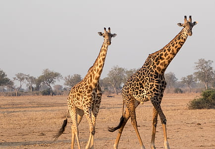 two giraffes walking on the field thumbnail
