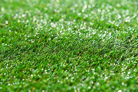 selective focus photography of grasses with water dew thumbnail