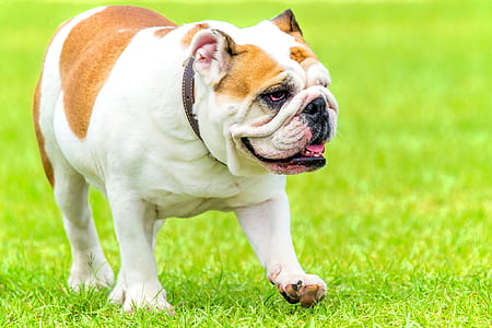 adult white and brown bulldog walking on lawn thumbnail