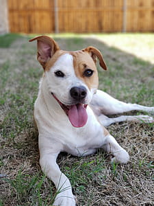 Photo of Short-coat Tan and White Dog thumbnail