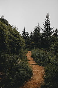 photo of brown pathway surrounded by trees thumbnail