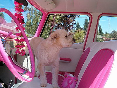 cream Labrador Retriever puppy inside a car with pink and white leather chairs thumbnail
