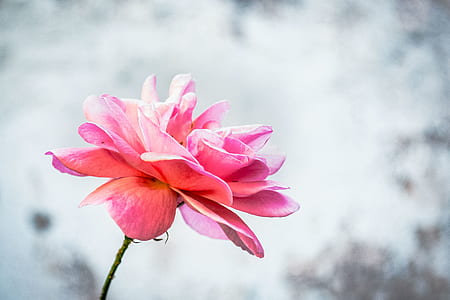 Close-Up Photography of Flower thumbnail
