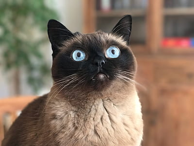 selective focus photography short-fur black and beige cat looking upward thumbnail