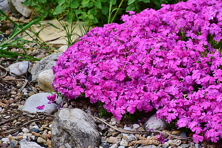 purple petaled flowers in bloom thumbnail