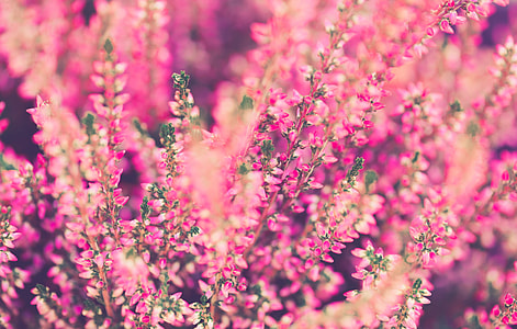 macro photography of pink petaled flowers thumbnail