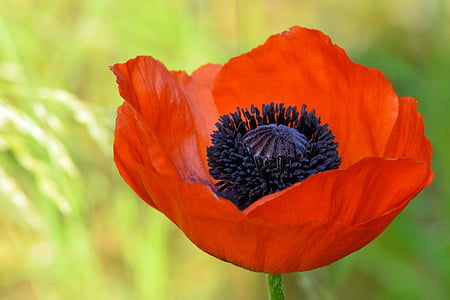 closeup photo of red poppy flower thumbnail