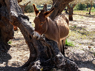 brown horse near tree thumbnail