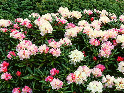 Flowers, Yak The Rhododendrons thumbnail