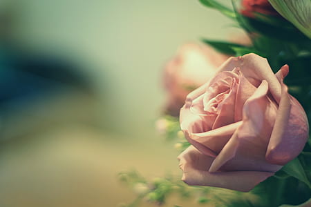 shallow focus photography of pink rose thumbnail