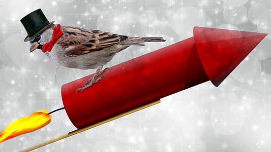brown sparrow wearing black top hat riding red firework rocket illustration thumbnail