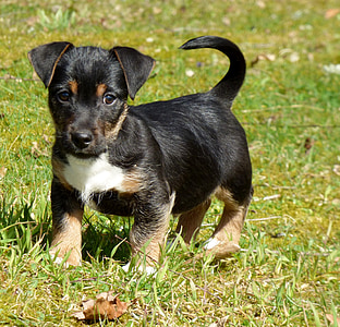 short-coated black, brown, and white puppy on grass during daytime thumbnail