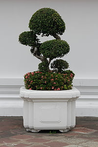 green bonsai plant on white pot thumbnail