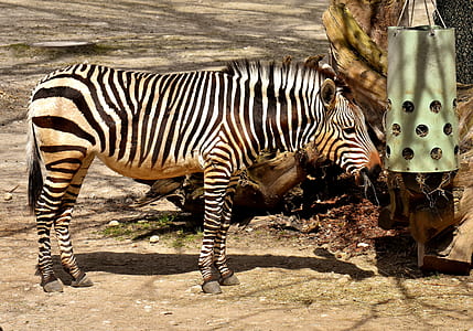 zebra during daytume thumbnail