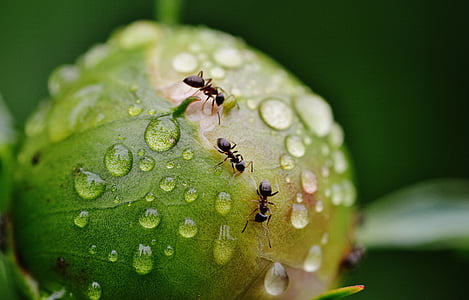 shallow focus photo of three black ants thumbnail