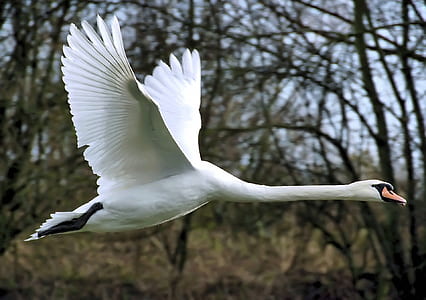 white and black swan flying thumbnail