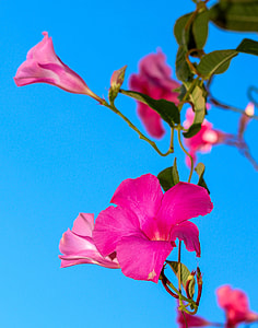tilt lens photography of pink flowers thumbnail